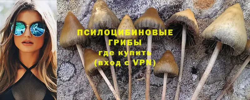 Псилоцибиновые грибы Psilocybe  цена наркотик  Краснокаменск 